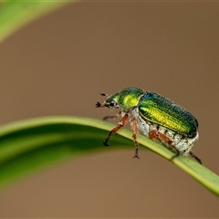 Diphucephala sp. (genus) at Penrose, NSW - 3 Jan 2025 by Aussiegall