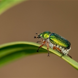 Diphucephala sp. (genus) at Penrose, NSW - 3 Jan 2025