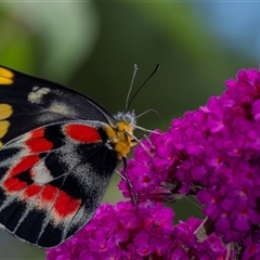 Delias harpalyce (Imperial Jezebel) at Penrose, NSW - 3 Jan 2025 by Aussiegall