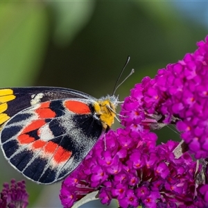 Delias harpalyce at Penrose, NSW - suppressed