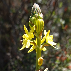 Bulbine glauca (Rock Lily) at Bendoura, NSW by RobG1