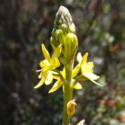 Bulbine glauca (Rock Lily) at Bendoura, NSW - 30 Oct 2024 by RobG1