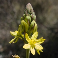 Bulbine glauca at Bendoura, NSW - 30 Oct 2024 11:46 AM