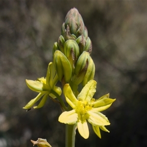 Bulbine glauca at Bendoura, NSW - 30 Oct 2024 11:46 AM