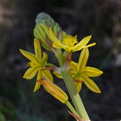 Bulbine glauca at Bendoura, NSW - 30 Oct 2024 11:46 AM