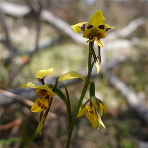 Diuris sulphurea at Bendoura, NSW - suppressed