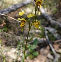 Diuris sulphurea at Bendoura, NSW - suppressed