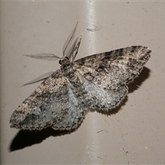 Aponotoreas dascia (Dascia Carpet) at Freshwater Creek, VIC - 27 Apr 2020 by WendyEM