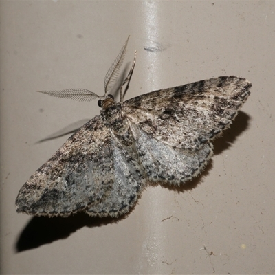 Aponotoreas dascia (Dascia Carpet) at Freshwater Creek, VIC - 27 Apr 2020 by WendyEM