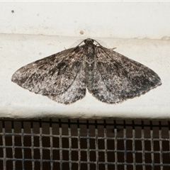 Aponotoreas dascia (Dascia Carpet) at Freshwater Creek, VIC - 27 Apr 2020 by WendyEM