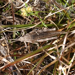 Coryphistes ruricola at Bendoura, NSW - 30 Oct 2024 by RobG1