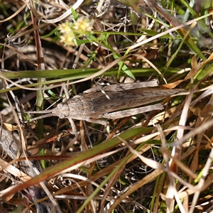 Coryphistes ruricola at Bendoura, NSW by RobG1