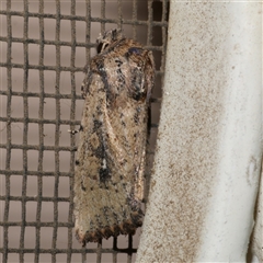 Leucania obumbrata (Lesser Armyworm) at Freshwater Creek, VIC - 27 Apr 2020 by WendyEM