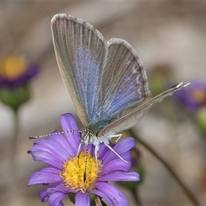 Zizina otis (Common Grass-Blue) at Melba, ACT by kasiaaus