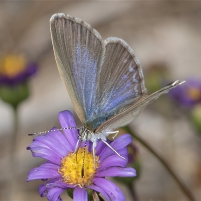 Zizina otis (Common Grass-Blue) at Melba, ACT - 3 Jan 2025 by kasiaaus