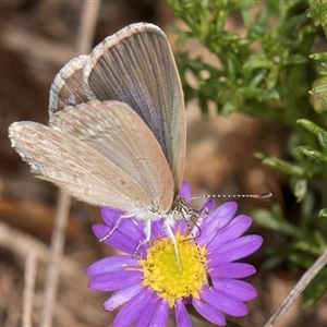 Zizina otis at Melba, ACT - 3 Jan 2025 11:06 AM