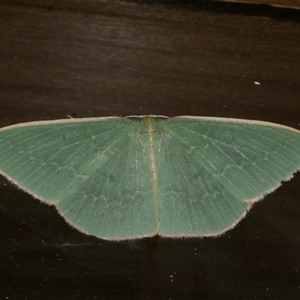 Chlorocoma dichloraria at Freshwater Creek, VIC - 27 Apr 2020 10:24 PM