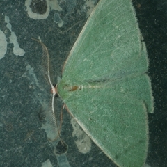 Chlorocoma dichloraria (Guenee's or Double-fringed Emerald) at Freshwater Creek, VIC - 27 Apr 2020 by WendyEM