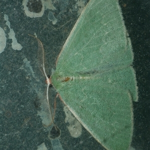 Chlorocoma dichloraria at Freshwater Creek, VIC - 27 Apr 2020