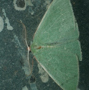 Chlorocoma dichloraria at Freshwater Creek, VIC - 27 Apr 2020 10:22 PM