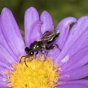 Chalcididae (family) (Unidentified chalcid wasp) at Melba, ACT by kasiaaus