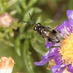 Chalcididae (family) at Melba, ACT - 3 Jan 2025 11:08 AM