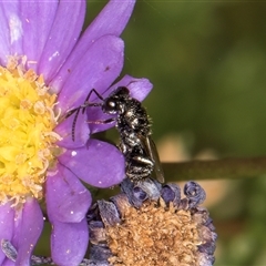 Chalcididae (family) at Melba, ACT - 3 Jan 2025 11:08 AM