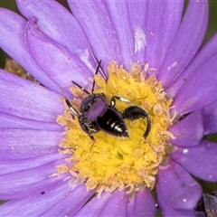 Chalcididae (family) at Melba, ACT - 3 Jan 2025 11:08 AM