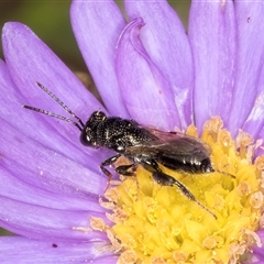 Chalcididae (family) at Melba, ACT - 3 Jan 2025 11:08 AM