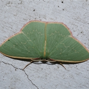 Chlorocoma dichloraria at Freshwater Creek, VIC - 27 Apr 2020