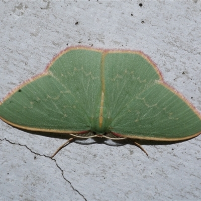 Chlorocoma dichloraria (Guenee's or Double-fringed Emerald) at Freshwater Creek, VIC - 27 Apr 2020 by WendyEM