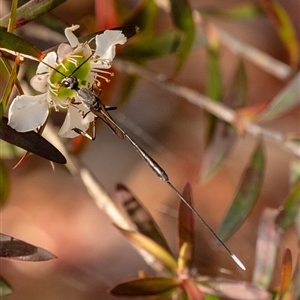 Gasteruption sp. (genus) at suppressed - 3 Jan 2025