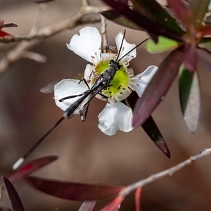 Gasteruption sp. (genus) at Penrose, NSW - suppressed