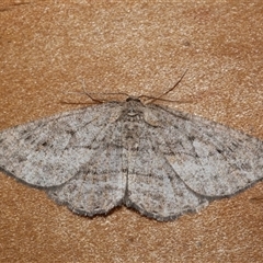 Zermizinga sinuata (Lucerne Looper, Spider Moth) at Freshwater Creek, VIC - 27 Apr 2020 by WendyEM