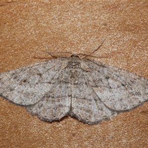 Zermizinga sinuata at Freshwater Creek, VIC - 27 Apr 2020