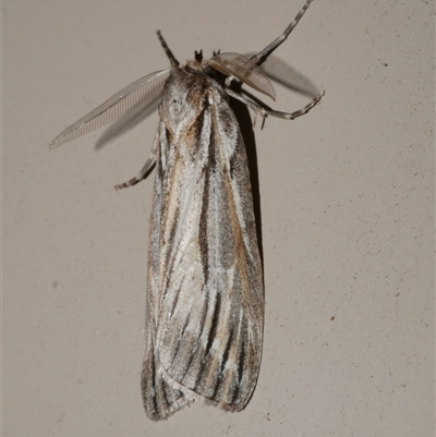 Ciampa arietaria (Brown Pasture Looper Moth) at Freshwater Creek, VIC - 27 Apr 2020 by WendyEM