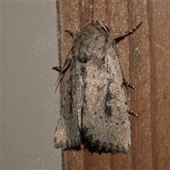 Leucania obumbrata (Lesser Armyworm) at Freshwater Creek, VIC - 26 Apr 2020 by WendyEM