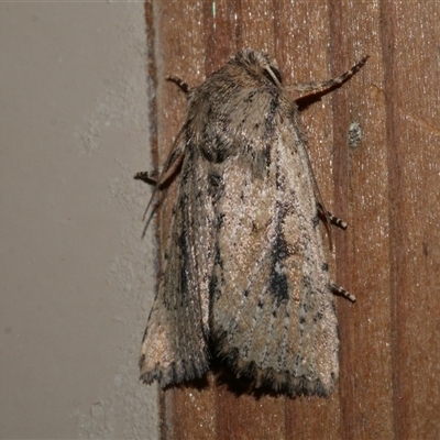 Leucania obumbrata (Lesser Armyworm) at Freshwater Creek, VIC - 26 Apr 2020 by WendyEM