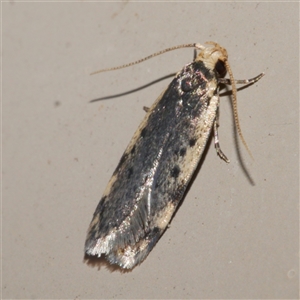 Hoplostega ochroma at Freshwater Creek, VIC - 26 Apr 2020