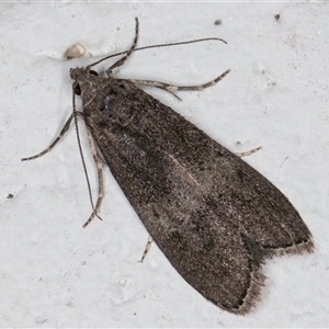 Heteromicta aegidia (Pyralidae, Gallerinae) at Melba, ACT by kasiaaus