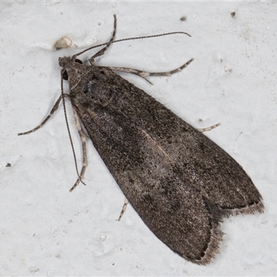 Heteromicta aegidia (Pyralidae, Gallerinae) at Melba, ACT - 3 Jan 2025 by kasiaaus