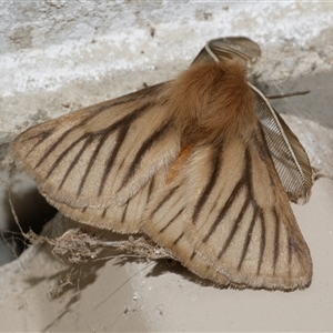 Pterolocera amplicornis at Freshwater Creek, VIC - 26 Apr 2020