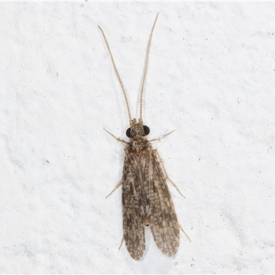 Unidentified Caddisfly (Trichoptera) at Melba, ACT - 3 Jan 2025 by kasiaaus