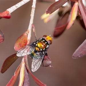 Amenia chrysame (A Blow Fly) at Penrose, NSW by Aussiegall