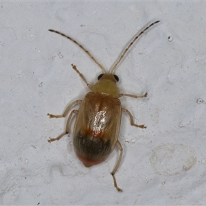 Monolepta sp. (genus) at Melba, ACT - 3 Jan 2025