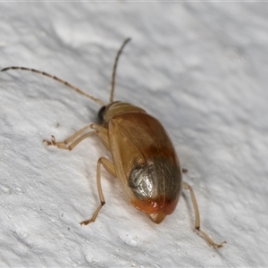 Monolepta sp. (genus) at Melba, ACT - 3 Jan 2025