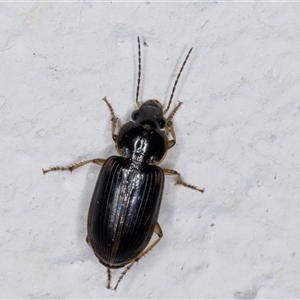 Harpalini sp. (tribe) (Harpaline carab beetle) at Melba, ACT by kasiaaus