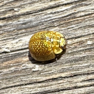 Paropsisterna cloelia (Eucalyptus variegated beetle) at Aranda, ACT - 4 Jan 2025 by KMcCue