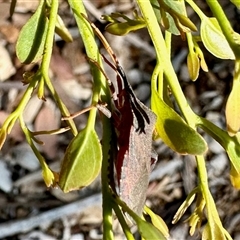 Amorbus sp. (genus) (Eucalyptus Tip bug) at Aranda, ACT - 3 Jan 2025 by KMcCue