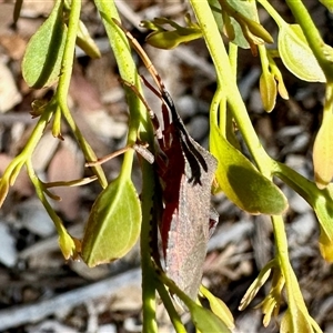 Amorbus sp. (genus) (Eucalyptus Tip bug) at Aranda, ACT by KMcCue